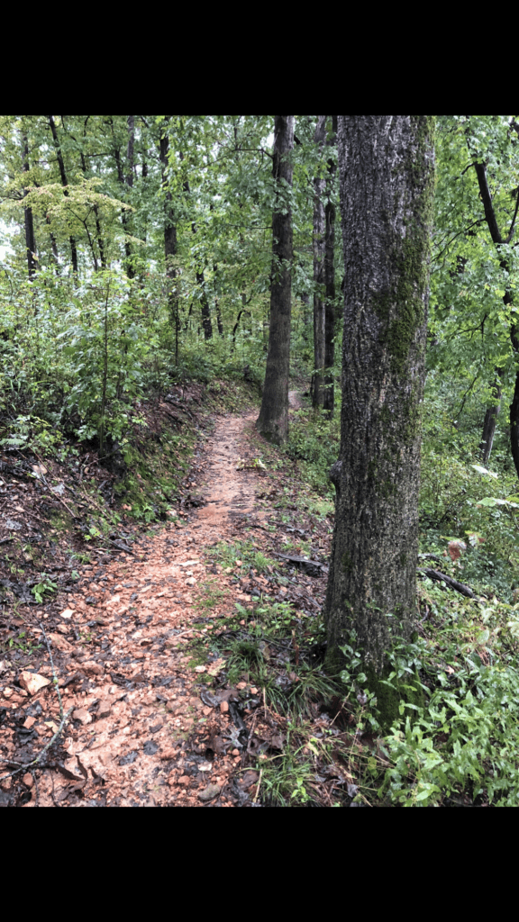A wooded hiking path