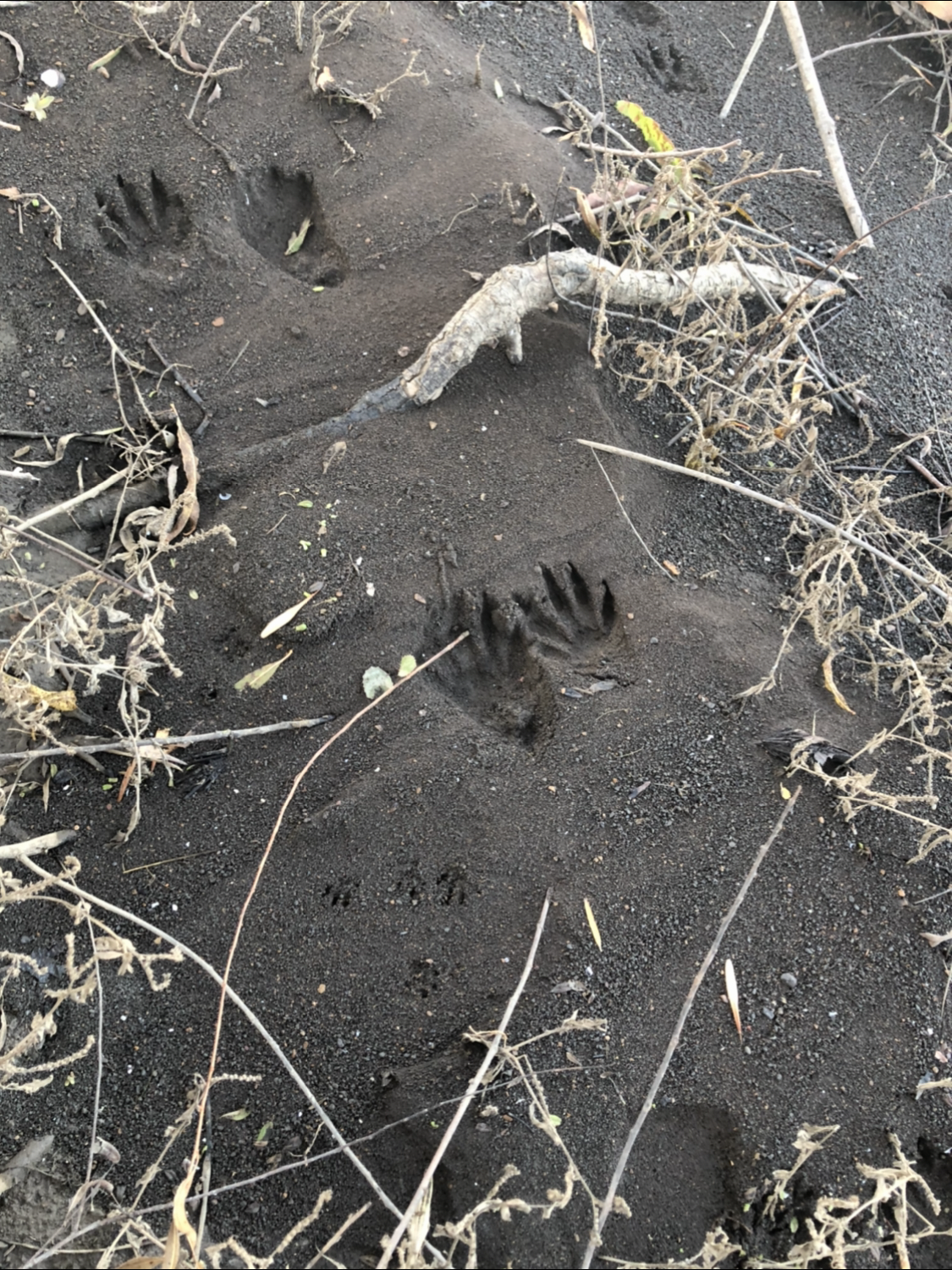 A racoon track on a lakeshore